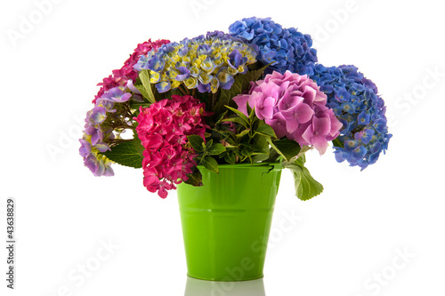 Photo: Colorful Hydrangea Colorful Hydrangea