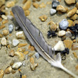 Bird's feather on the beach