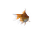 Goldfish swimming