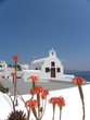 Fiori A Santorini