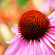Echinacea - Medizin