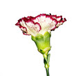 Carnation