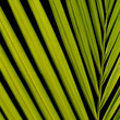 Palm  leaves