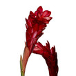 Red Ginger