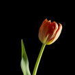 Tulip