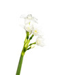 Stephanotis