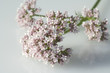 Badrianbluete, Valeriana officinalis