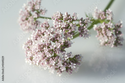 Photo: Badrianbluete, Valeriana officinalis Badrianbluete, Valeriana officinalis