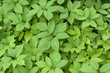 Giersch, Aegopodium Podagraria