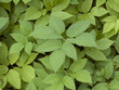 Giersch, Aegopodium Podagraria