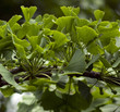 Ginkgo biloba, weiblich