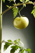 Tomato plant