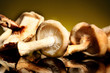 Mushrooms
