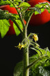 Tomato plant