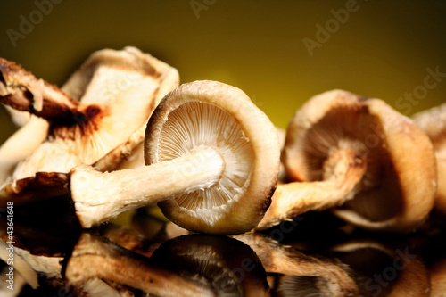 Photo: Mushrooms Mushrooms