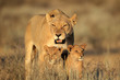 Lioness with young cubs, Kalahari
