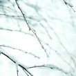 Tree branches covered with snow