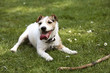 Dog at the park