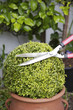 Trimming a plant with hedge clippers