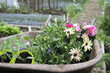Flowers in wheelbarrow