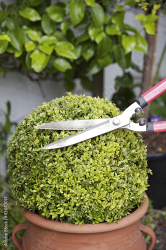 Photo: Trimming a plant with hedge clippers Trimming a plant with hedge clippers