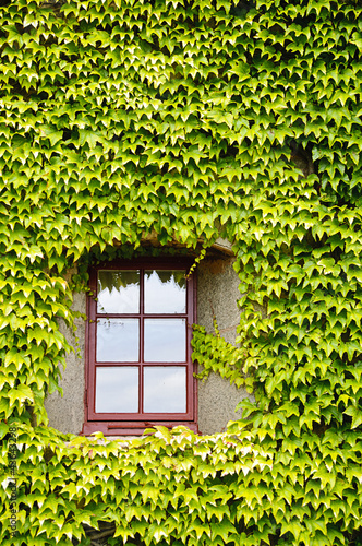 Foto: Ivy covered wall and window Ivy covered wall and window