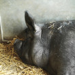 Pig sleeping