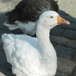 Ducks
