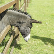 Donkey in the farm