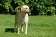 Hund im Garten