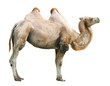 The Bactrian camel (Camelus bactrianus).