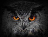 The evil eyes. ( Eagle Owl, Bubo bubo).