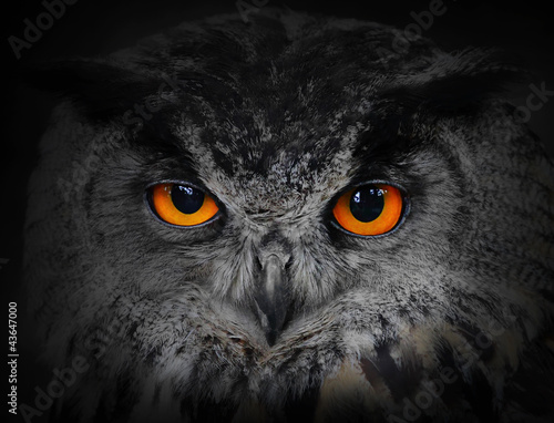Fototapeta The evil eyes. ( Eagle Owl, Bubo bubo).