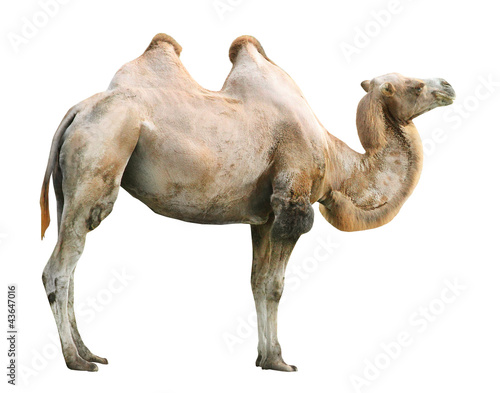 Photo: The Bactrian camel (Camelus bactrianus). The Bactrian camel (Camelus bactrianus).