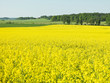 Photo: Oilseed Rape Oilseed Rape
