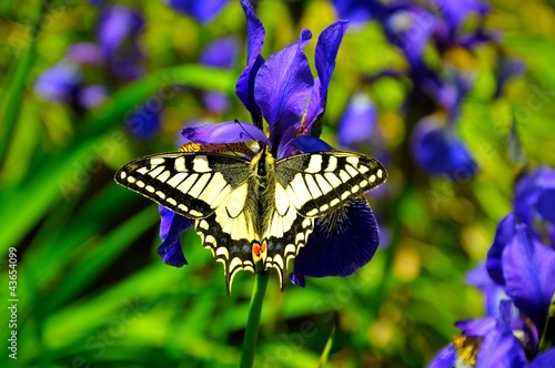 Foto: Beautiful swallowtail butterfly on purple iris Beautiful swallowtail butterfly on purple iris