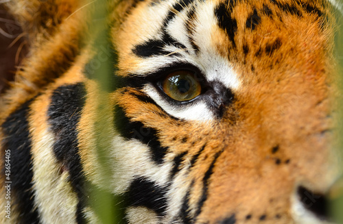 Photo: tiger eye tiger eye