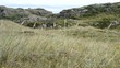 Dünenlandschaft in Skandinavien