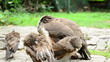 Video: A family of peafowl are cleaning them feather A family of peafowl are cleaning them feather