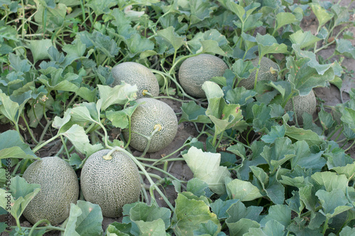 Photo: Melons Melons