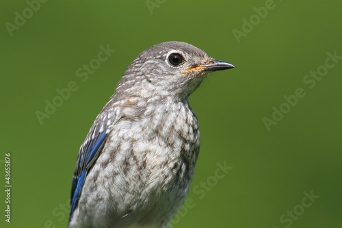 Foto: Baby Eastern Bluebird Baby Eastern Bluebird