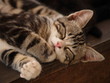 Chat qui dort