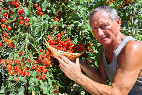 Photo: man picking cherry tomato man picking cherry tomato