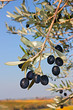 olive branch
