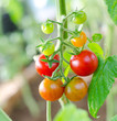 cherry tomatoes, macro