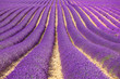 Lavender flower blooming fields as pattern or texture. Provence,