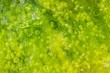 seaweed background