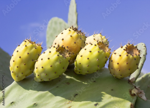 Photo: fruit cactus Opuntia fruit cactus Opuntia