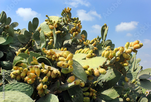 Photo: fruit cactus Opuntia fruit cactus Opuntia