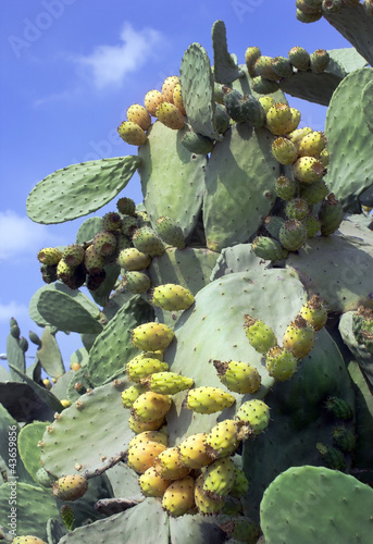 Photo: fruit cactus Opuntia fruit cactus Opuntia